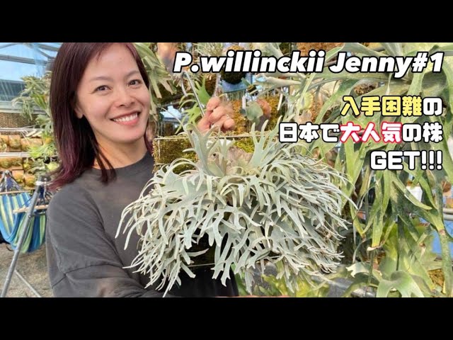 P.willinckii Jenny OC ジェニーの株分品が入手できた👏👏👏 - YouTube