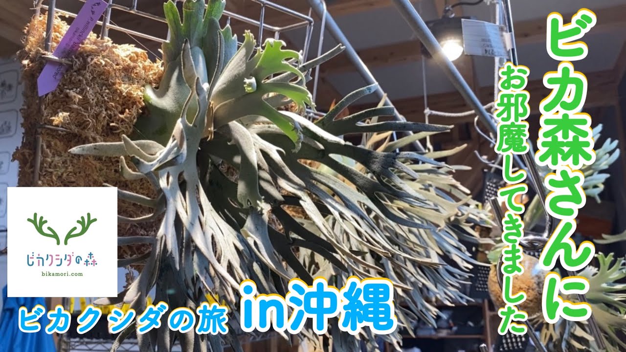 ビカクシダの旅】ビカ森さんに行ってみたら幸せ空間すぎた🌳 - YouTube