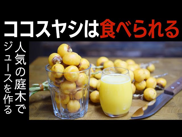 耐寒性ヤシ】世界の果物を食べる！[ブラジル編] ココスヤシ！ Butia sp