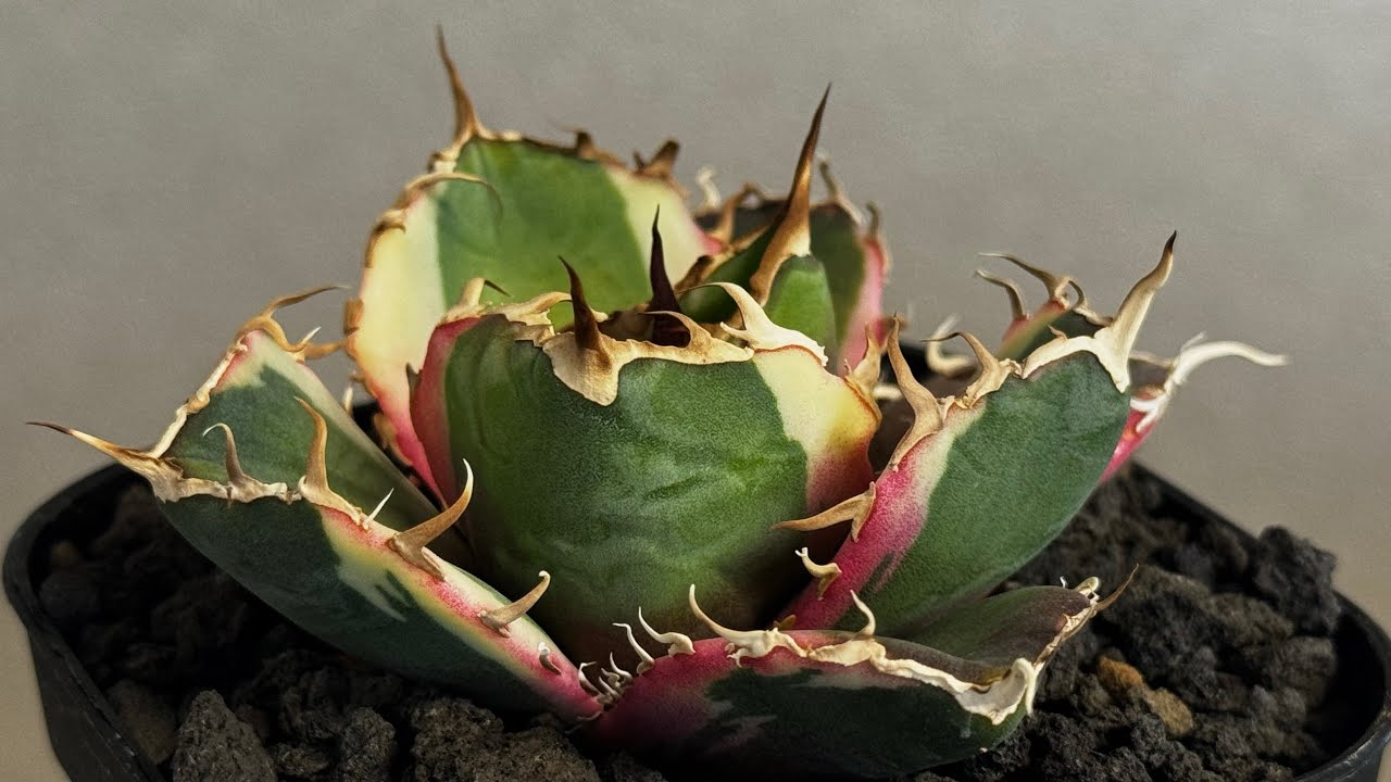 アガベ・チタノタ白鯨（覆輪）芽-006｜agave titanota white whale