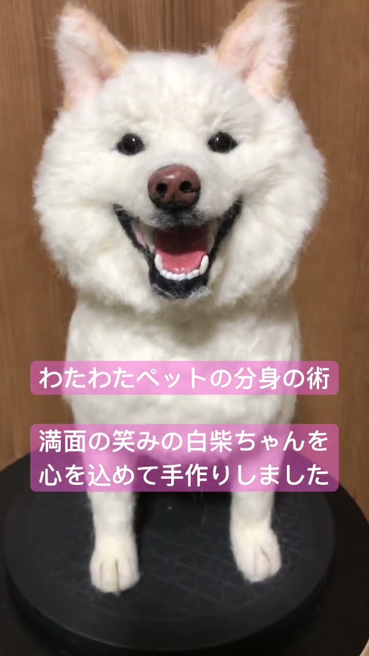 愛犬そっくり #needlefelting #羊毛フェルト #愛犬グッズ #白柴 #柴犬