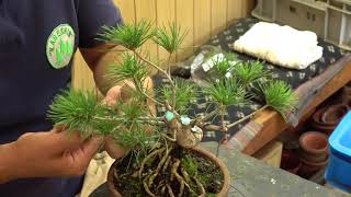 盆栽道具 焼き銅線 | 佳由架 - 盆栽、園芸道具の兼進