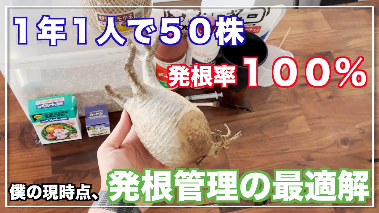 Gracilis] This method will almost always result in rooting