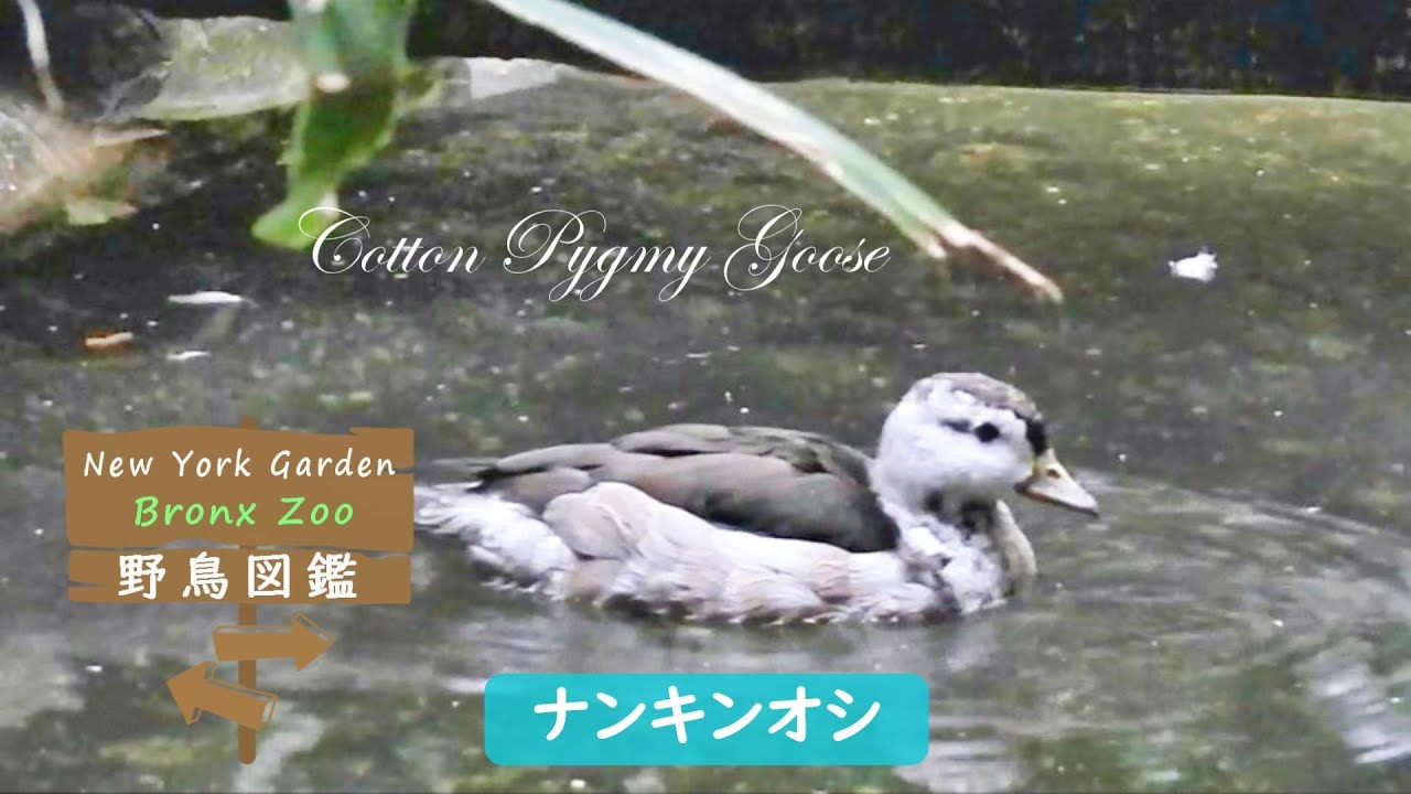野鳥図鑑【Bronx Zoo】: Cotton Pygmy Goose (ナンキンオシ) - YouTube