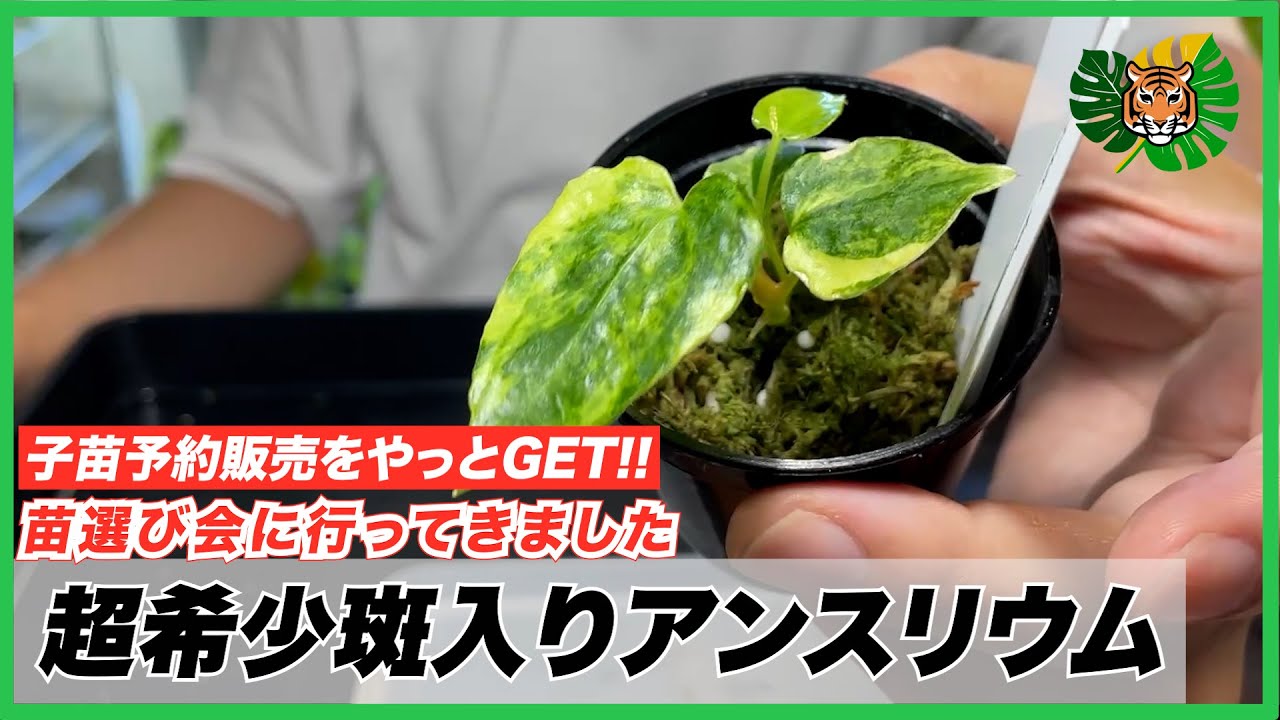 Anthurium] I was able to get the super rare variegated anthurium