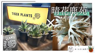 Tiger plants] x [Seika Rokuen] Exquisite Platycerium fern from