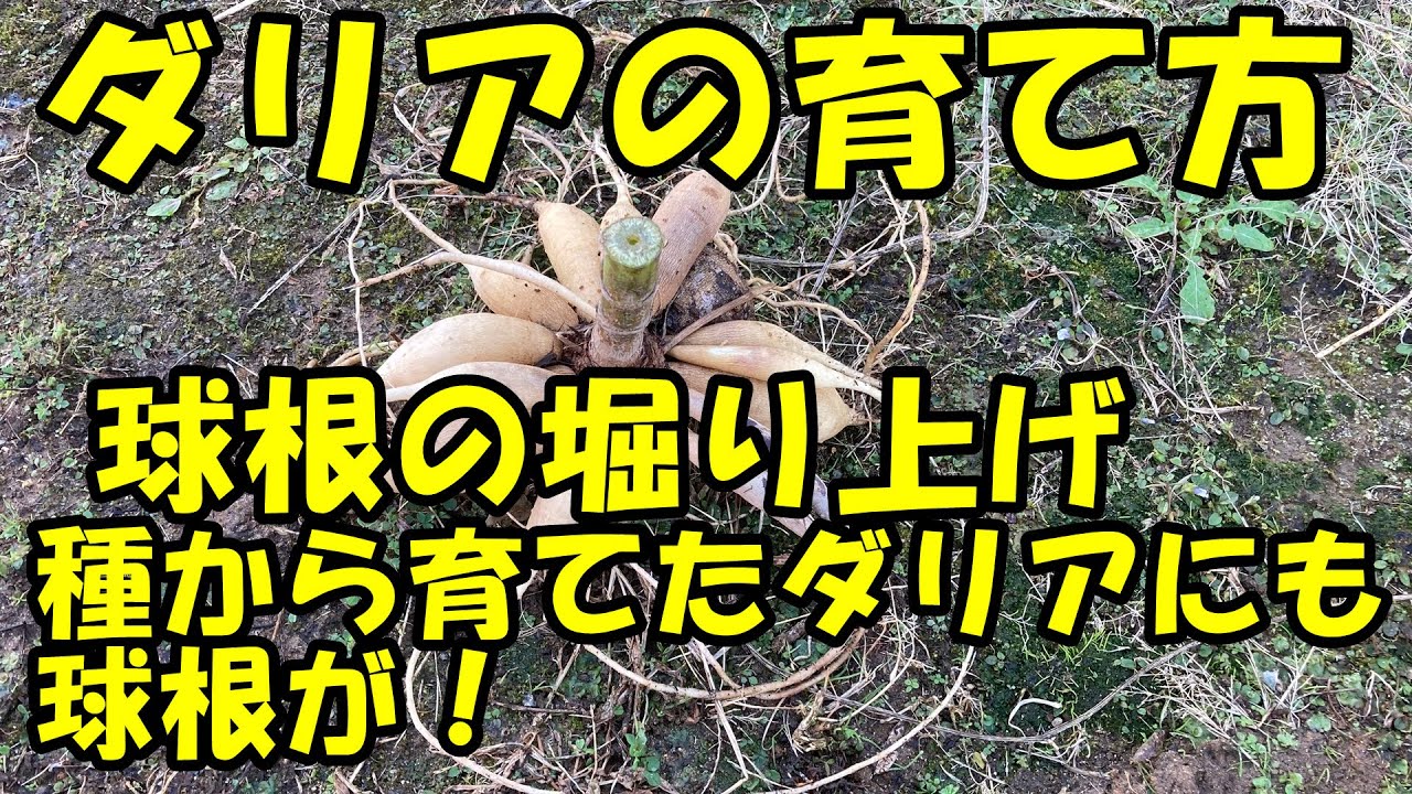 How to grow a dahlia. Digging up the bulbs. - YouTube