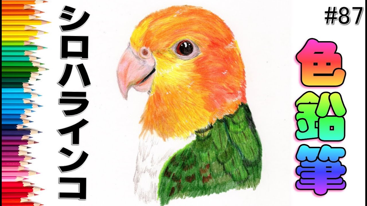シロハラインコ【色鉛筆画】イラスト 絵画 初心者でも簡単な描き方
