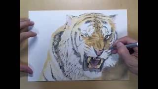 色鉛筆 パステル リアルな虎の描き方～【How to Draw a Tiger】pastel