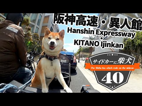 Shiba Inu 40 on the sidecar [Hanshin Expressway, Kobe Airport
