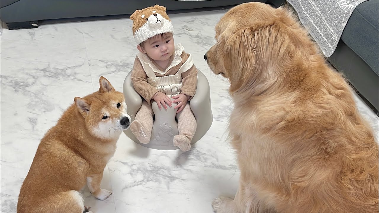 ママが不在時に3人で内緒話を始めてしまう豆柴とゴールデンレトリバー