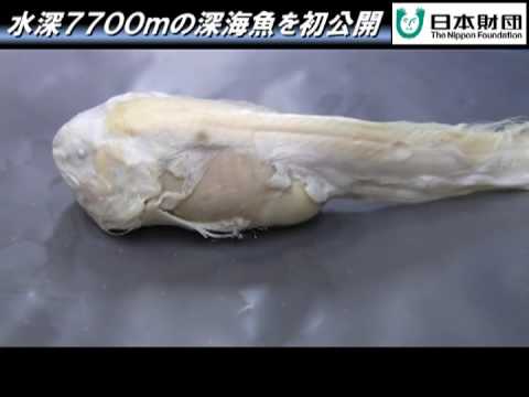 水深7700m深海魚のホルマリン漬け初公開！/ Formalinized Deep-see