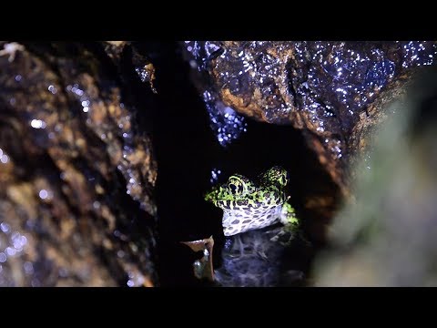 Japan's most beautiful frog also boasts unusual croak - YouTube