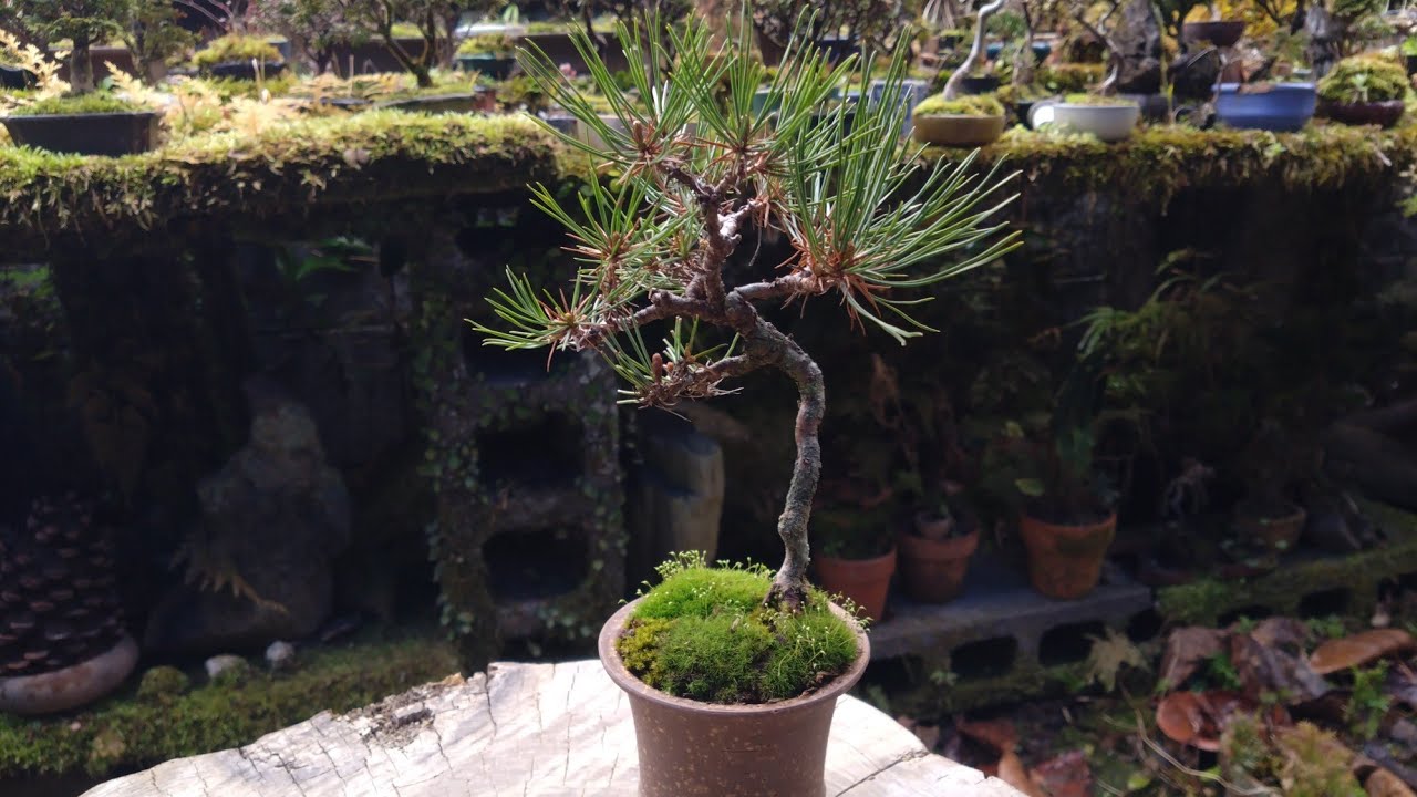 持山から採取して4年ほどの赤松の植え替え ♯627 - YouTube