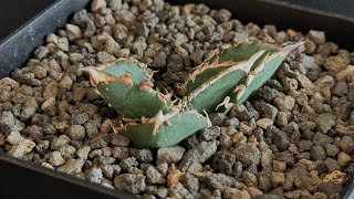 アガベ・チタノタ 巨歯鯊(芽)-001｜agave titanota megalodon |