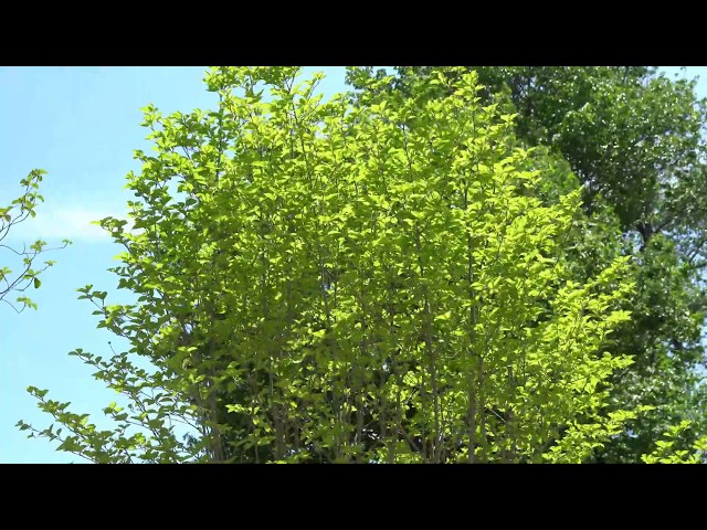 4K] アオハダ山採り自然樹形立ち性・#落葉樹シンボルツリー - YouTube