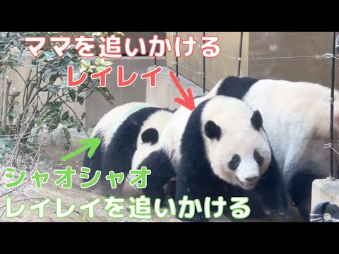 B&W Panda Channel, sometimes gray - YouTube