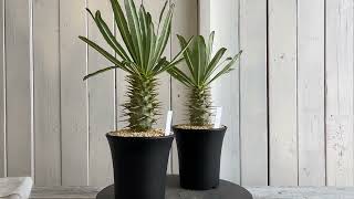 パキポディウム アンボンゲンセ | hanayoshi-botanical