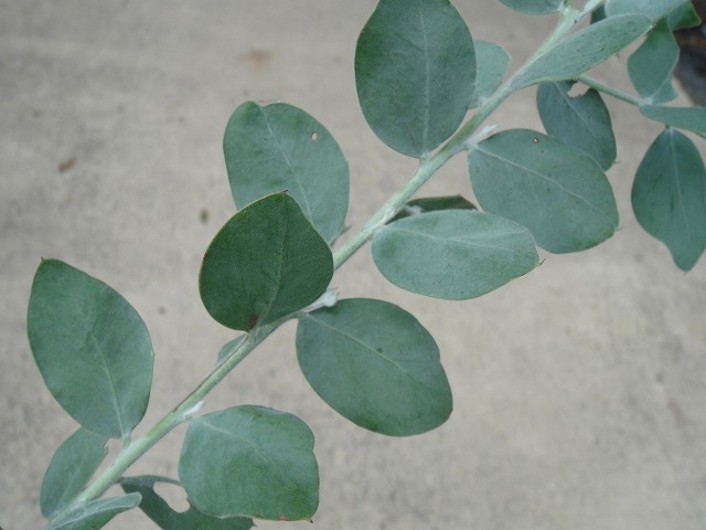 パールアカシア アカシア の特徴と育て方 niwa_akashia_05-03 | 苗木部