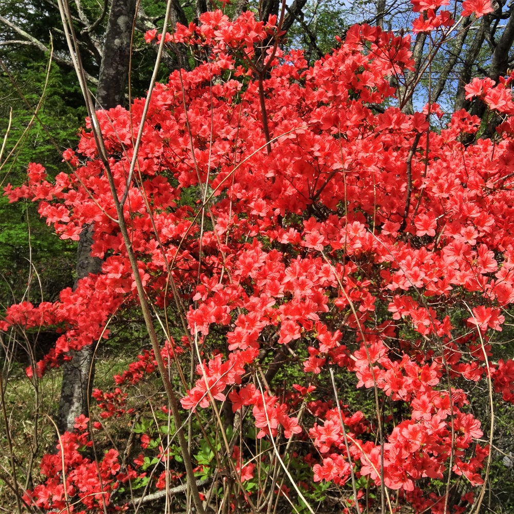ツツジ ヤマツツジの特徴と育て方 | 苗木部の部室 〜苗木、育てよう
