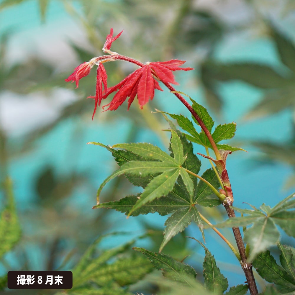 笠置山 カエデ・もみじ オオモミジ系の特徴と育て方 | 苗木部の部室