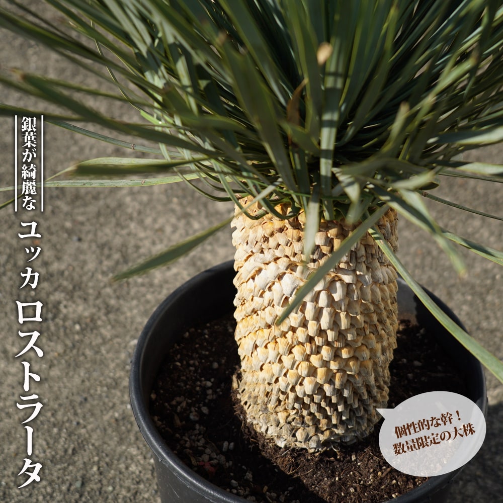 ロストラータ ユッカ の特徴と育て方 niwa_jt046_l | 苗木部の部室