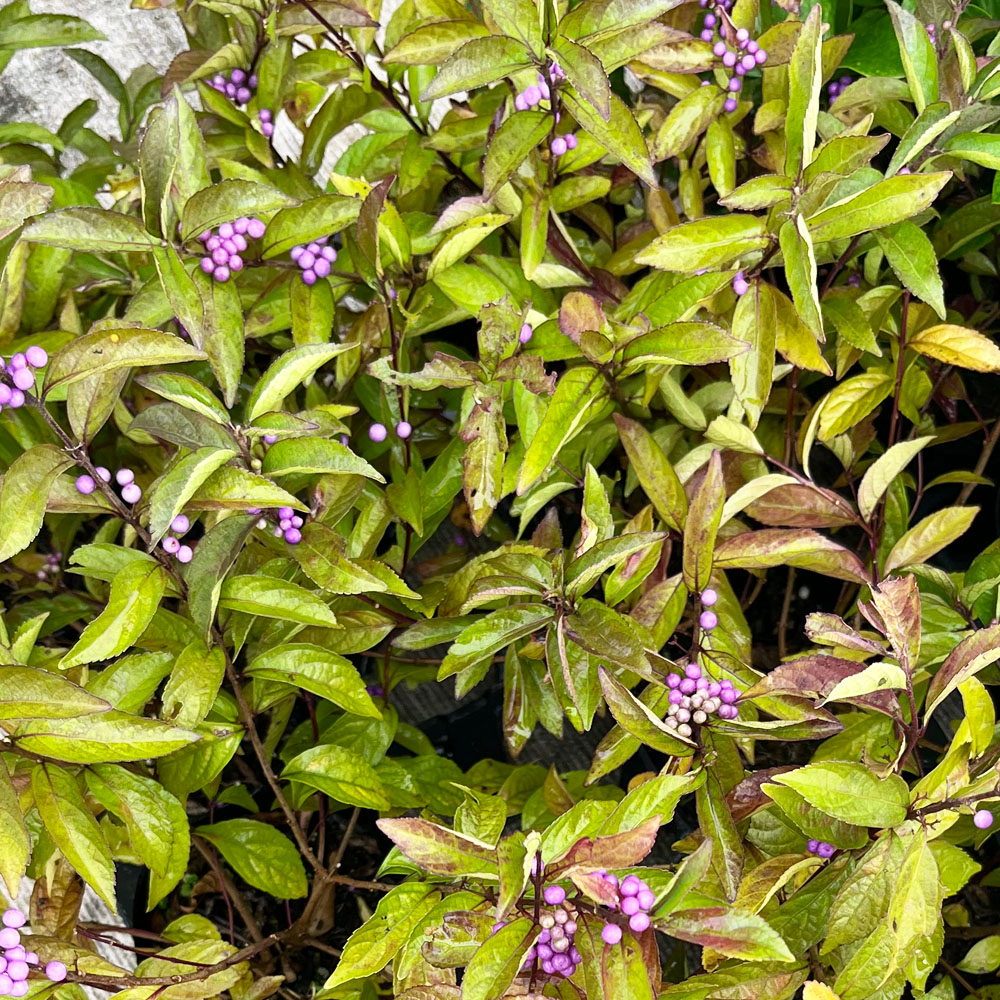 コムラサキ ムラサキシキブ の特徴と育て方 | 苗木部の部室 〜苗木