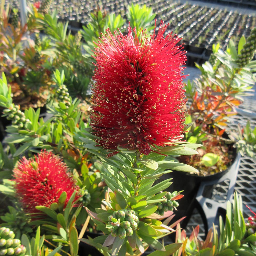 リトルジョン キンポウジュ カリステモンの特徴と育て方 | 苗木部の