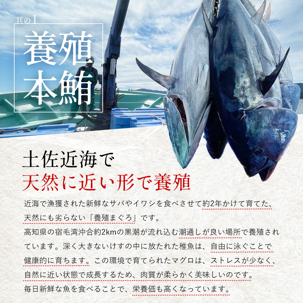 高知県産 一極 本まぐろ 大トロ 中トロ 食べ比べセット – 池澤鮮魚