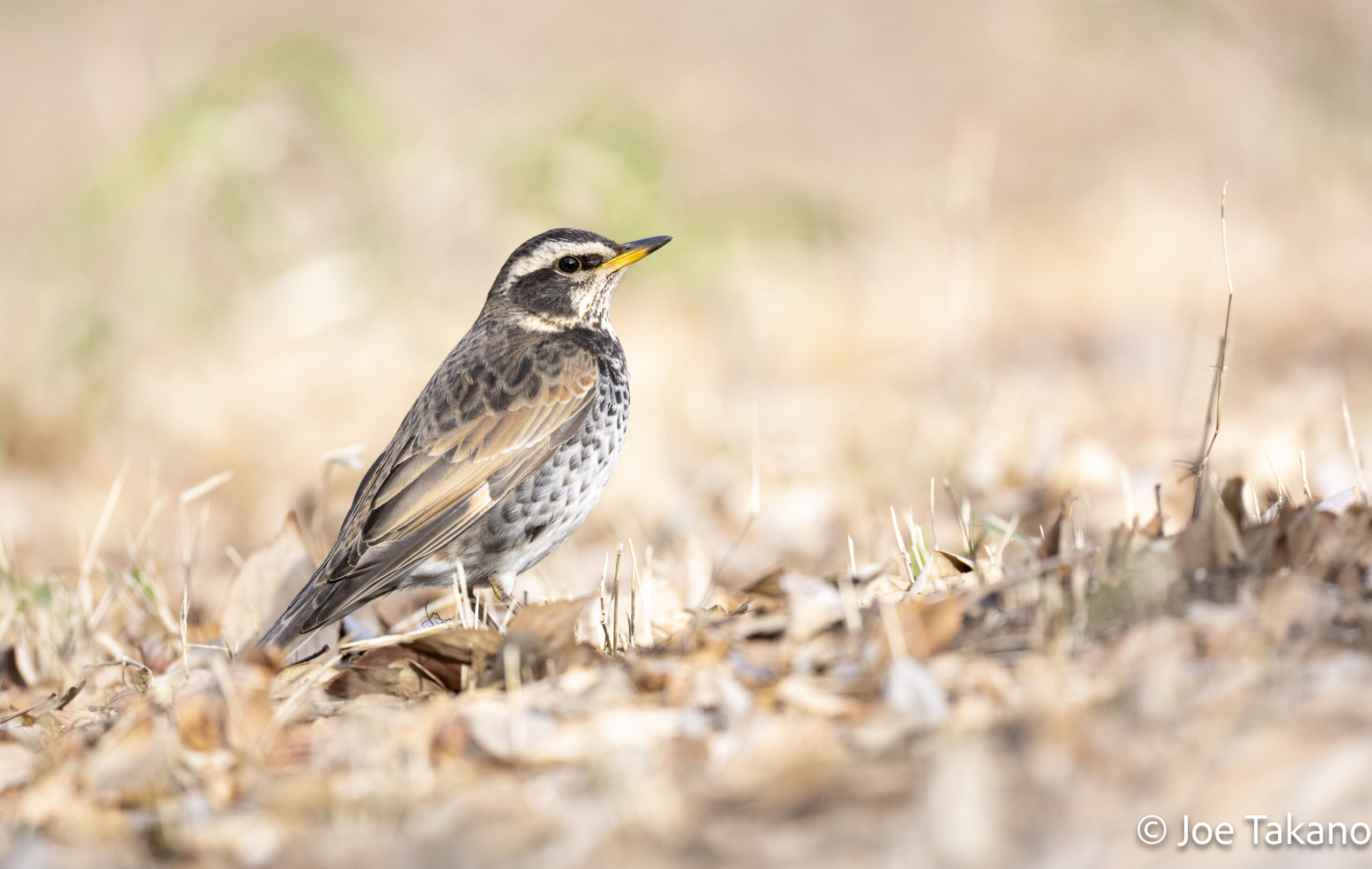 満員御礼】井の頭自然さんぽfn.032「鳥たちの冬越し」 | いきものナビ