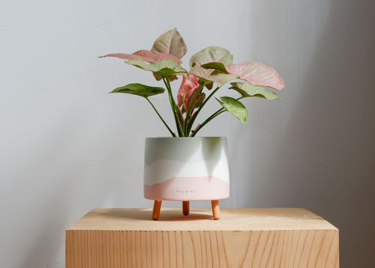 お洒落なデザインセメント植木鉢 通販 | ii7GET 信州と台湾 食と暮らし