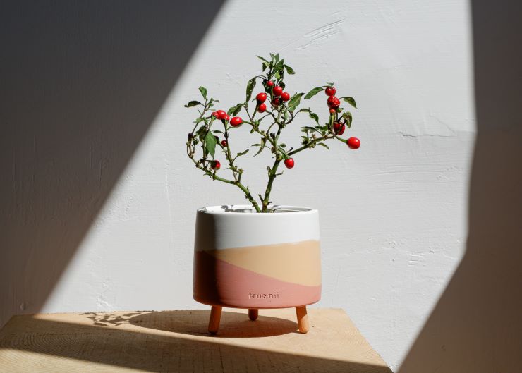 お洒落なデザインセメント植木鉢 通販| ii7GET 信州と台湾 食と暮らし