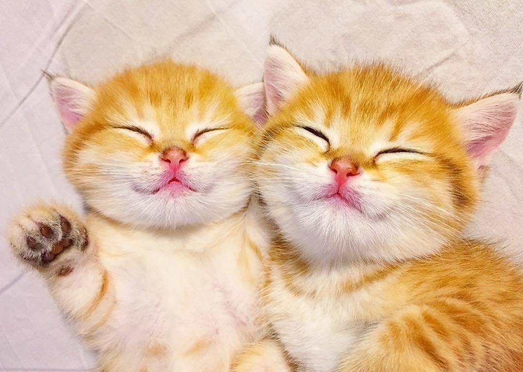 まるで天使♡】どんな時も離れない、なかよし双子の子猫ちゃんの可愛さ