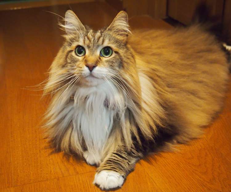 ノルウェージャンフォレストキャットってどんな猫？ 歴史やカラダの