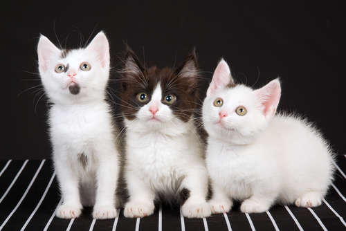 短い足が特徴のマンチカン。じつは足長の猫もいるんです！ | PECO（ペコ）