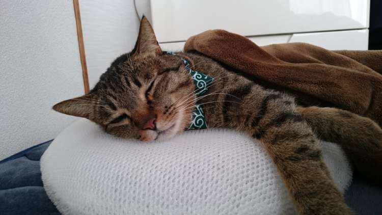 気持ちよすぎてペットも虜に？〝睡眠用たわし〟のすすめ | PECO（ペコ）