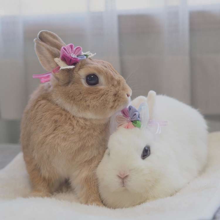 ペロペロしたり枕にし合ったり…♪ 思わずニヤける、仲良しなウサギさん