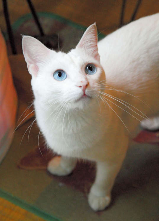 猫びより】芳澤ルミ子の三浦半島ねこ散歩【from Japan】（辰巳出版