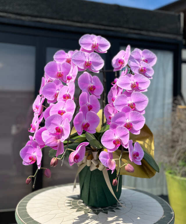 胡蝶蘭 アウトレット ピンク 3本立ち 生花｜お祝いギフトなら胡蝶蘭