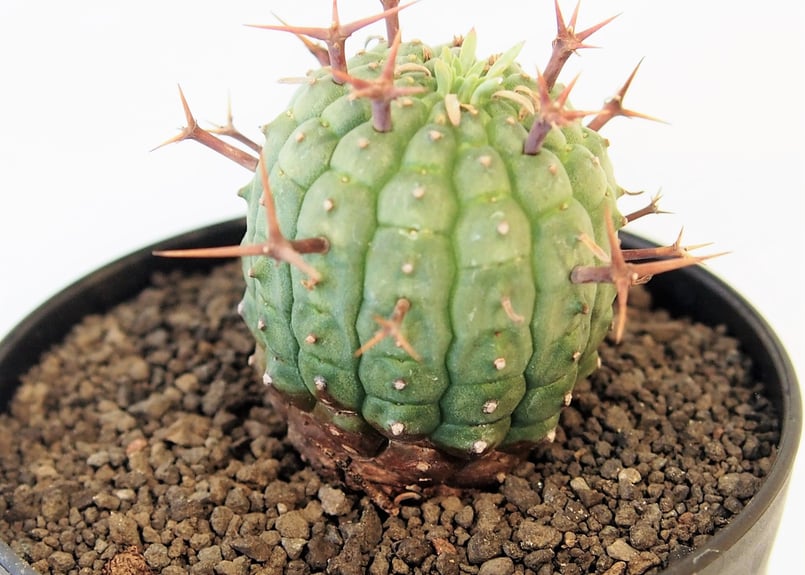 ユーフォルビア ステリスピナ 群星冠 | mana's farm:塊根植物・アガベ