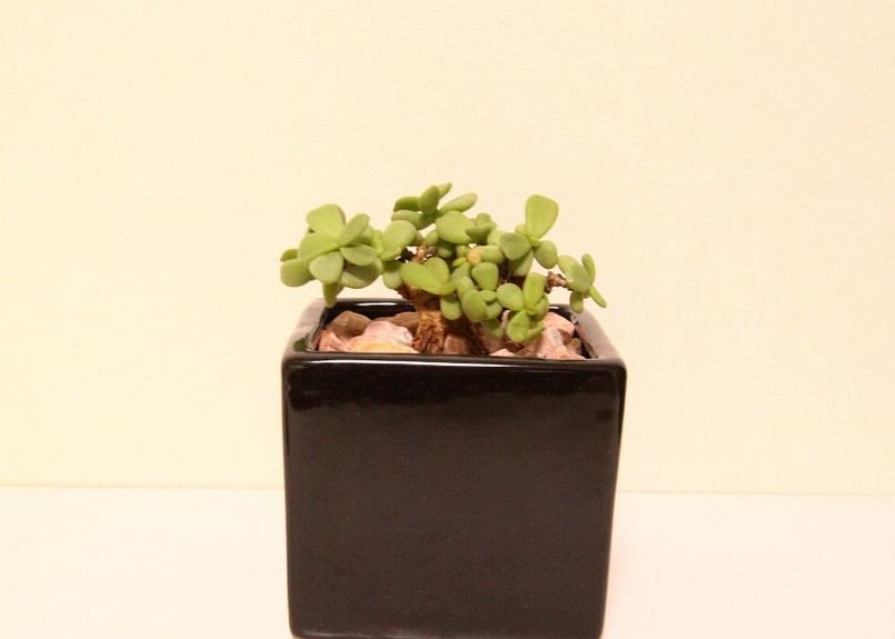 ケラリア ピグマエア ceraria pygmaea | mana's farm:塊根植物・ア