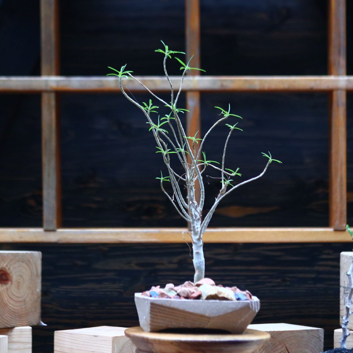 ユーフォルビア バルサミフェラ／Euphorbia balsamifera no.10