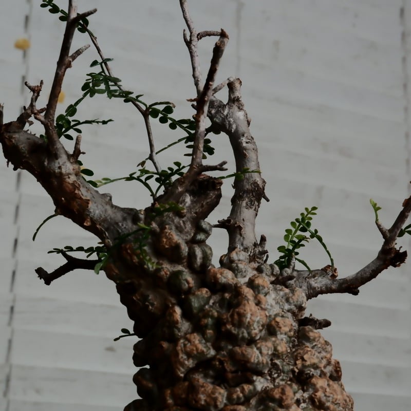 オペルクリカリア パキプス φ9.5cm［No.2］ × 小野瀬一 作 3号鉢 | B