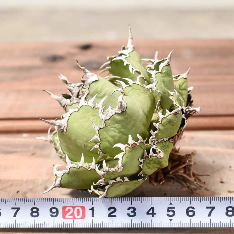 540【上澳園芸】アガベ チタノタ フィリグリー 圓葉拇指 覆輪斑 540