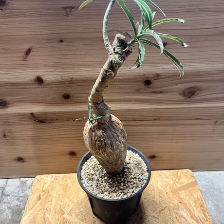 アデニウムソマレンセ | STORES