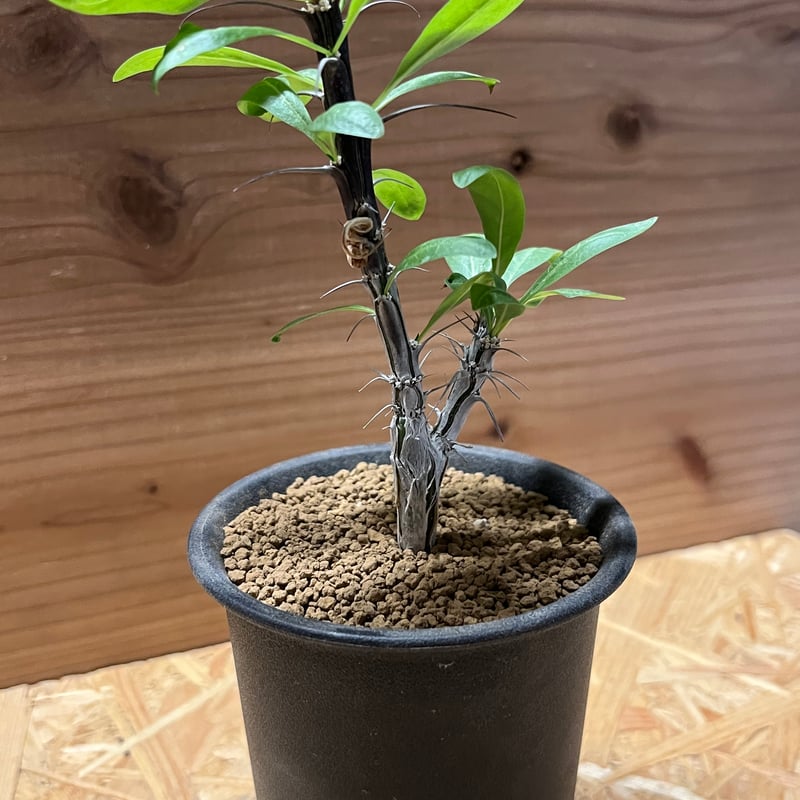 フォークイエリア スプレンデンス | GREEN LUCK