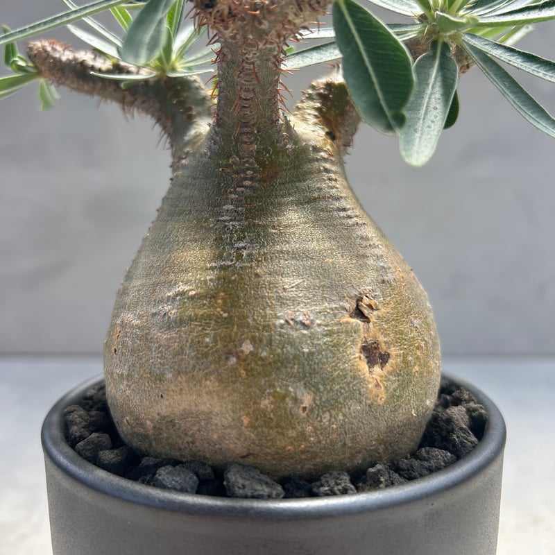 パキポディウム・グラキリス(24dec24.v01-57) | GOOD DAYS