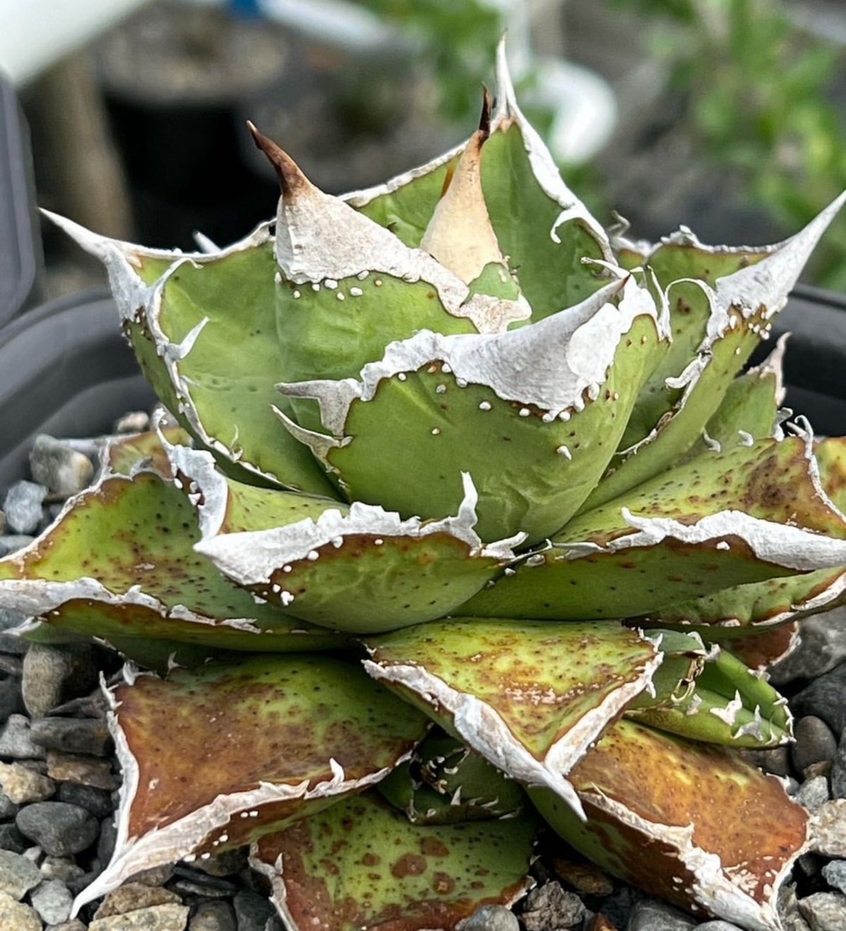 アガベ・チタノタ 流星(台湾Lize産)-001｜agave titanota Meteor