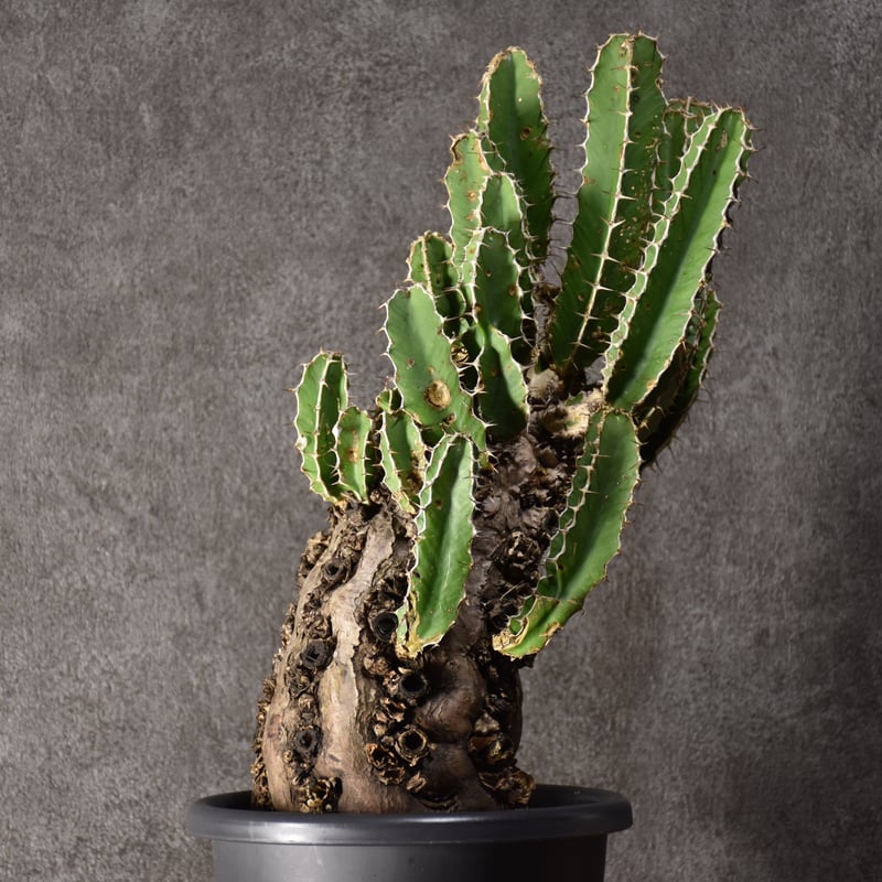 Euphorbia mlanjeana ユーフォルビア ムランジーナ 発根済現地株 #8 |