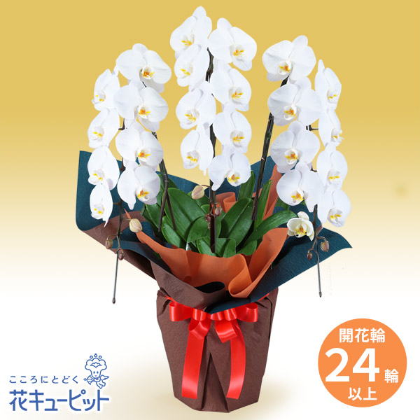 胡蝶蘭 3本立（開花輪白24以上）オレンジ系ラッピング - 花鉢（胡蝶蘭